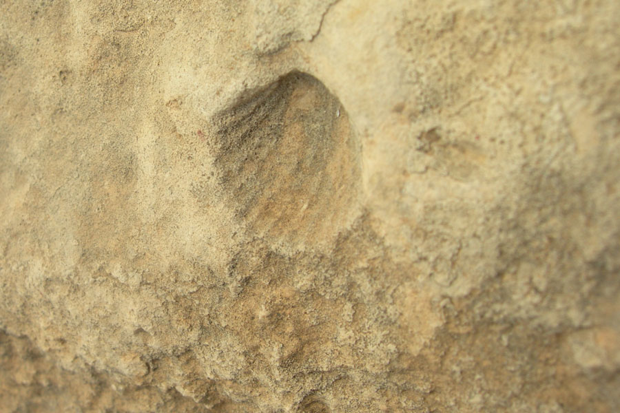 Conchiglia fossile da Creta